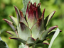 photo of artichoke